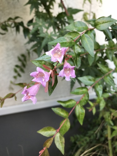 Abelia macrotera
