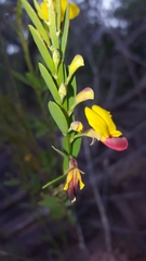Bossiaea heterophylla