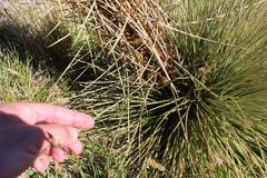 Aciphylla subflabellata