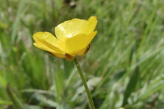 Ranunculus tuberosus