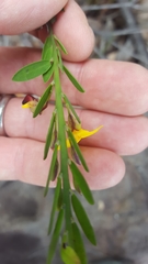 Bossiaea heterophylla