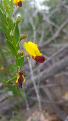 Bossiaea heterophylla