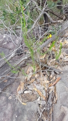 Bossiaea heterophylla