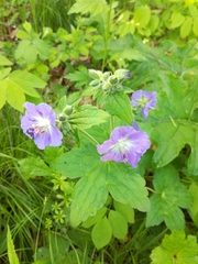 Geranium platyanthum
