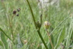 Ranunculus tuberosus