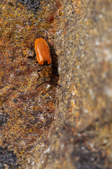 Anostirus castaneus
