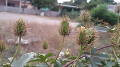 Passiflora ciliata
