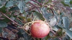 Passiflora ciliata
