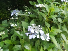 Hydrangea macrophylla