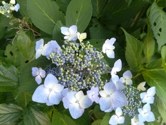 Hydrangea macrophylla