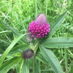 Trifolium medium