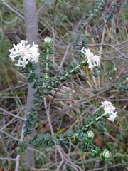 Pimelea nivea