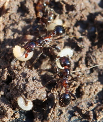 Chelaner antarcticus