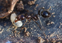 Chelaner antarcticus