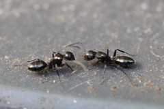 Camponotus werthi