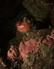 Boltenia villosa
