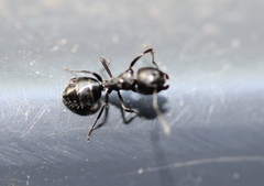 Camponotus werthi