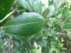 Xylocarpus granatum