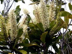 Buckinghamia ferruginiflora