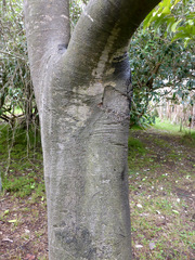 Buckinghamia ferruginiflora
