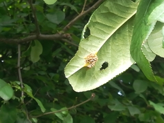 Puccinia coronata