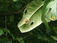 Puccinia coronata