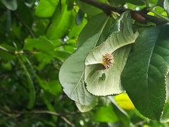 Puccinia coronata