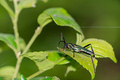 Chelidonium argentatum