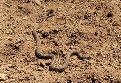 Hierophis viridiflavus