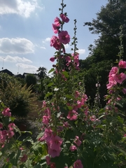 Alcea rosea
