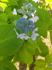 Hydrangea macrophylla
