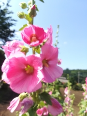 Alcea rosea