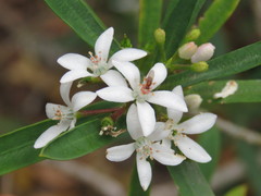 Philotheca myoporoides