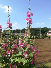 Alcea rosea