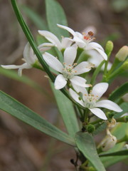Philotheca myoporoides