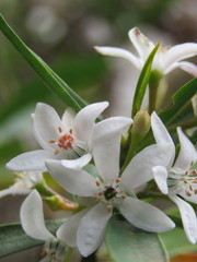 Philotheca myoporoides