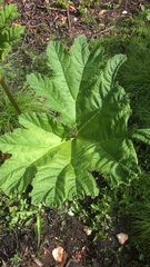 Gunnera tinctoria