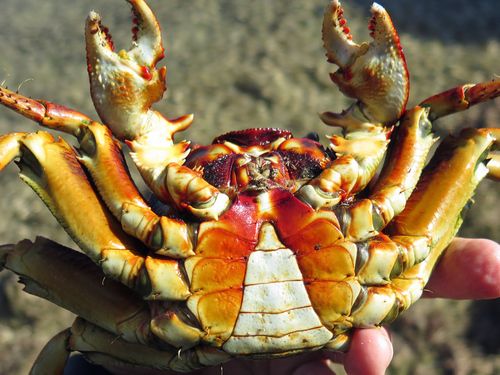 Thin-shelled Rock Crab, photo 6 of 9