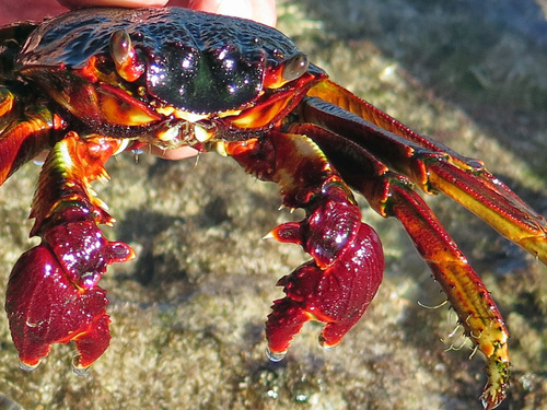 Thin-shelled Rock Crab, photo 5 of 9