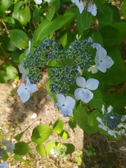 Hydrangea macrophylla