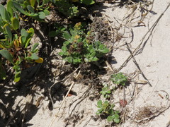 Manulea tomentosa