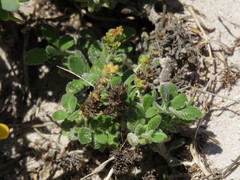 Manulea tomentosa