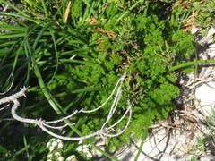 Annesorhiza macrocarpa