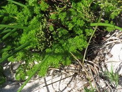 Annesorhiza macrocarpa