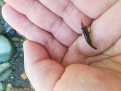 Decapoda