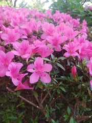 Rhododendron indicum