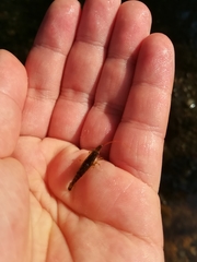 Decapoda