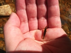 Decapoda