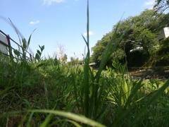 Decapoda