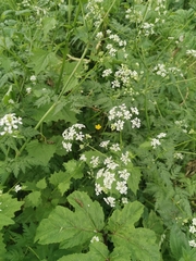Anthriscus sylvestris